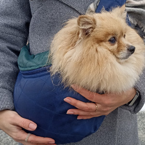 ��������� ��� ������� �������